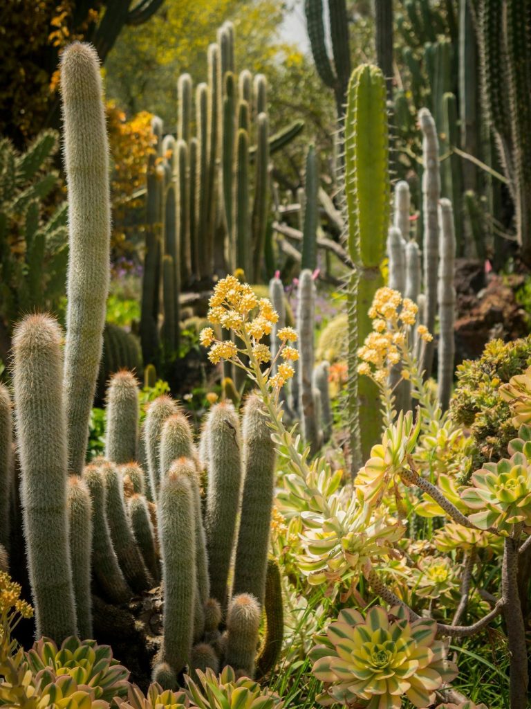 Succulents and cacti in bloom